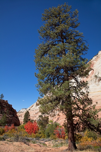 Herbstlicher Zion NP - II